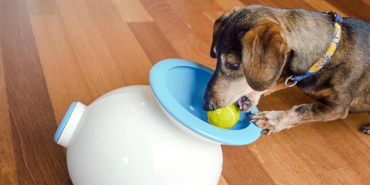 Pet Tech: Smart Gadgets for Your Cats and Dogs