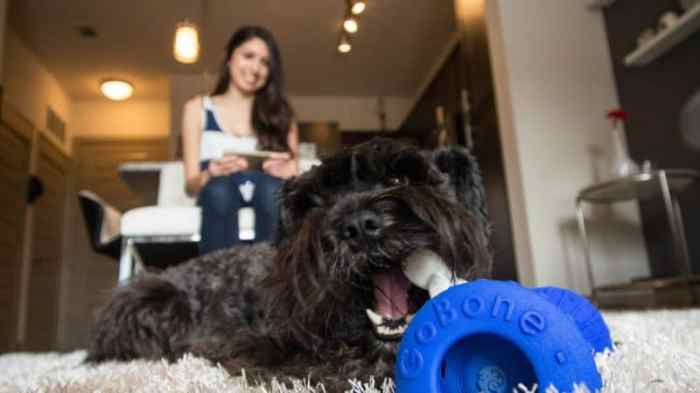 Gadgets goofy Pet Tech: Smart Gadgets for Your Cats and Dogs